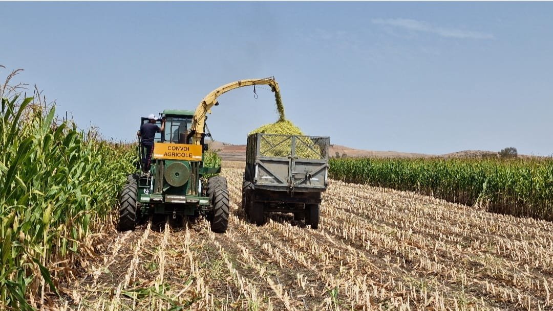 WhatsApp Image 2024-04-16 at 23.56.12 (1)